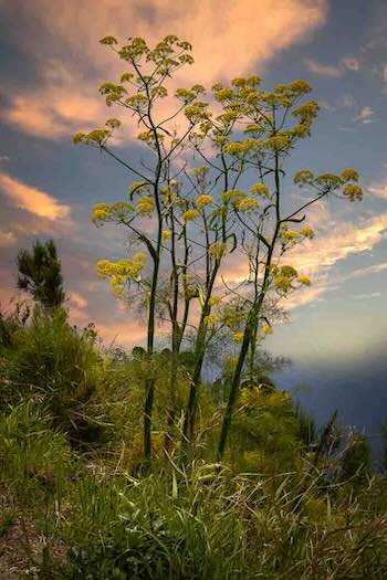 Piano Liguori, scorcio di primavera